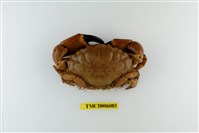 藏品(光手滑面蟹)的圖片